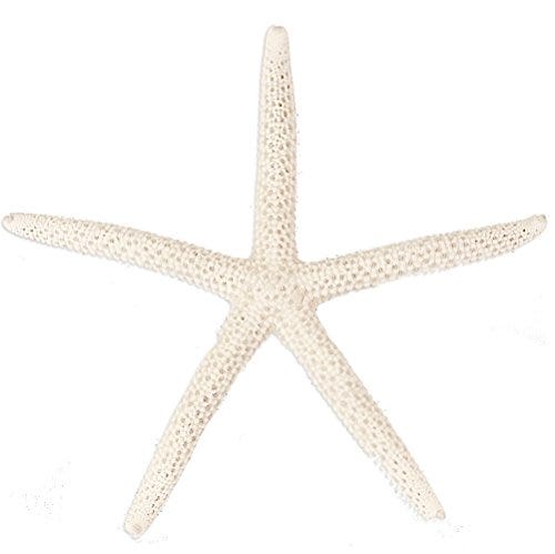 Starfish Sea Stars