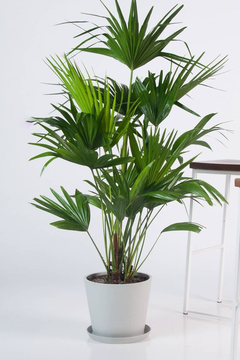 Large-Indoor-Plants