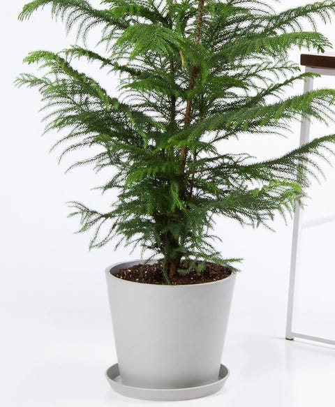 20 Best Tall Indoor Plants - Best Indoor Trees For Your Home