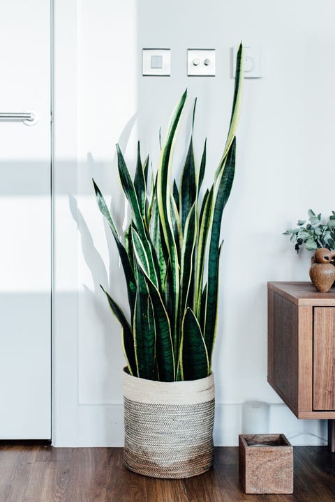 picture Most Popular Large House Plants 20 best tall indoor plants best
