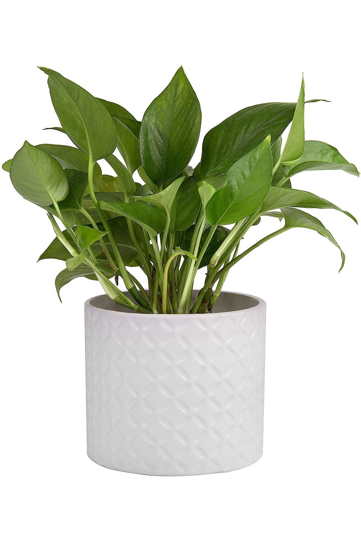 White Ceramic Round Plant Pot