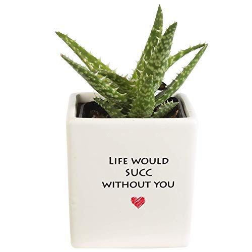 "Life Would Succ Without You" Plant