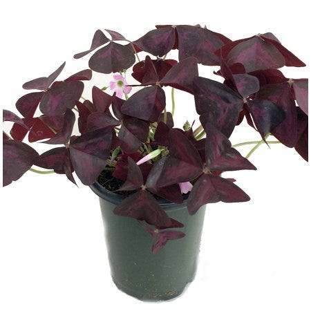 Purple Rain Shamrock Plant