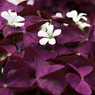 How To Grow A Shamrock Plant Shamrock Plant Care