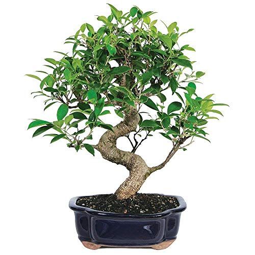 Bonsai Ficus Tree