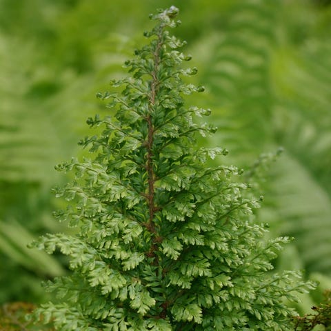 Polystichum setiferum