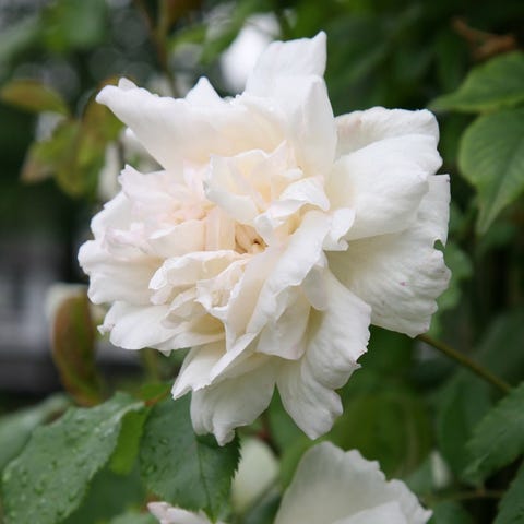 'Madame Alfred Carrière'