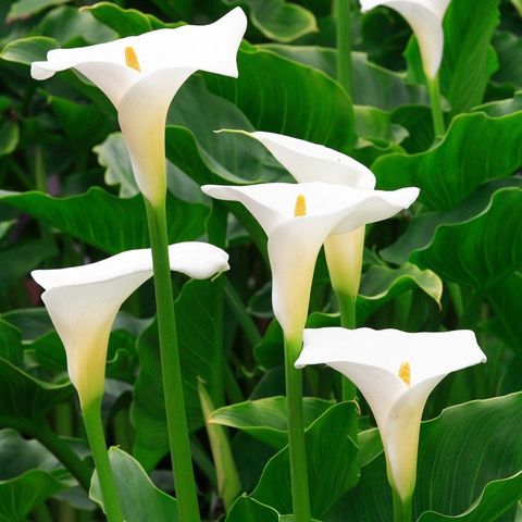 Best White Flower Plants: Planting A White Border Or White Garden