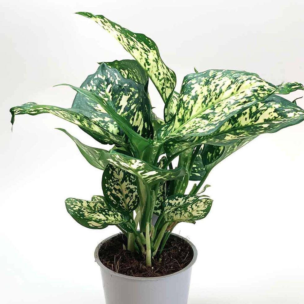 Variegated Chinese Evergreen