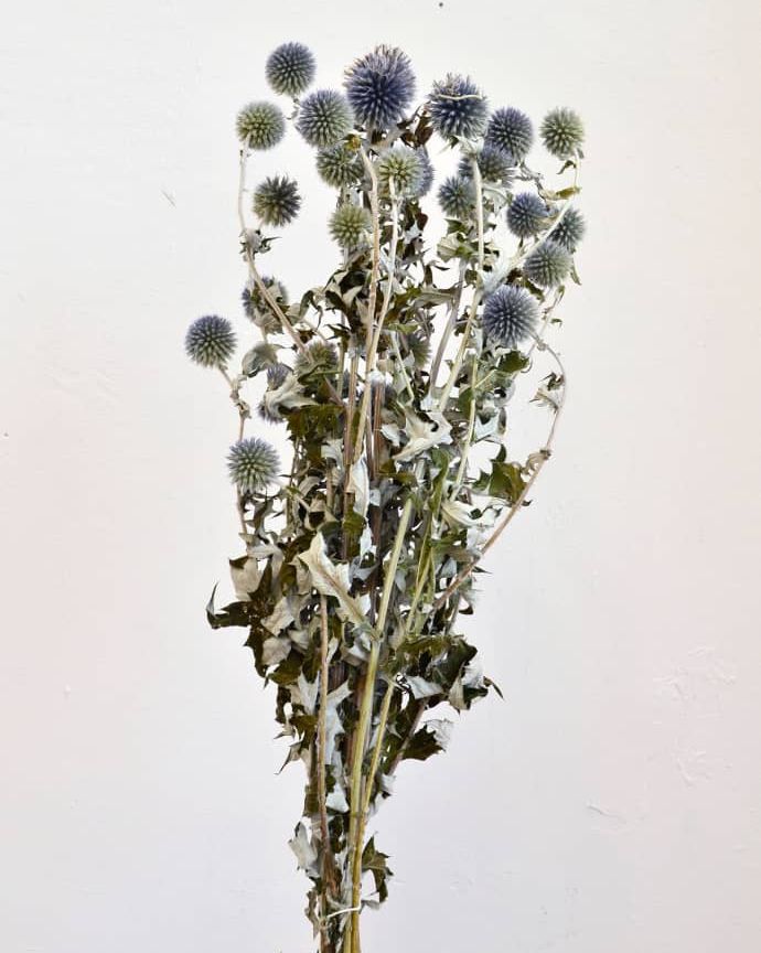 Blue Natural Dried Globe Thistle Echinops