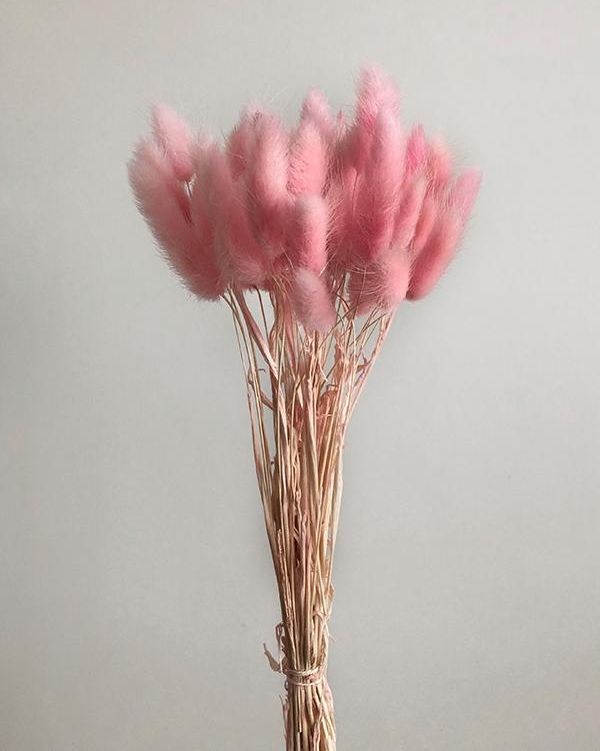 Natural Dried Pink Bunny Tail - Lagurus