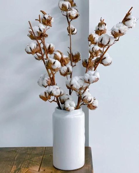 Dried Natural Cotton Stems