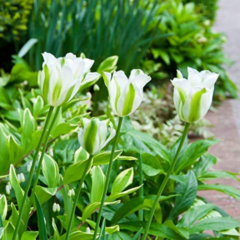 15 Best Plants For Small Gardens