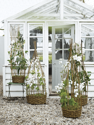 Four Sweet Pea Frames