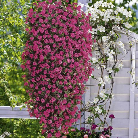 8 Best Hanging Basket Plants Flowers - Best Plants For Wall Baskets