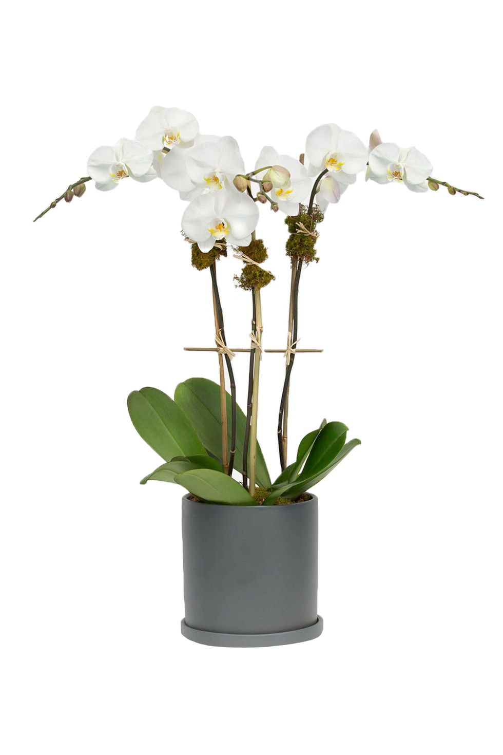 Classic 3-Stem Phalaenopsis (Ceramic)