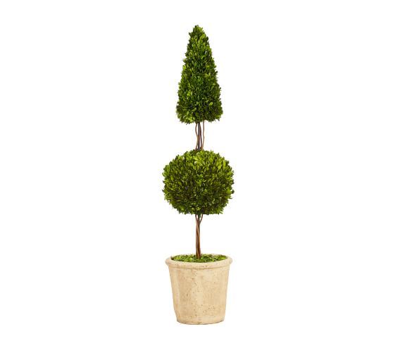 Live Preserved Boxwood Topiary