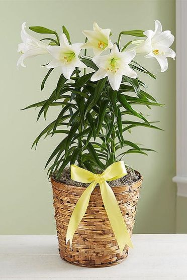 Easter Sentiments™ Lily Plant