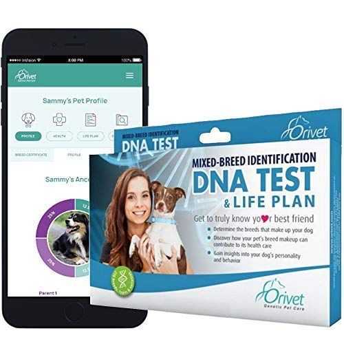 Dog Breed Test & Life Plan