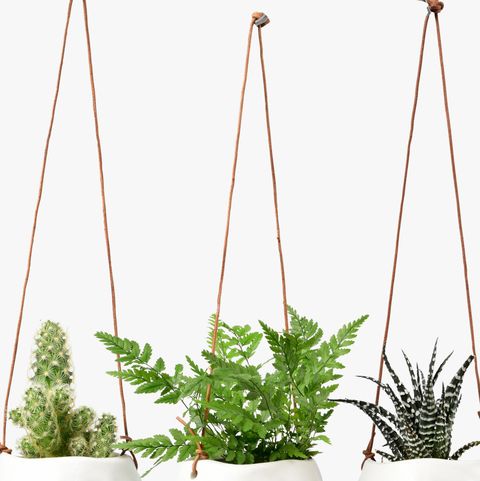 17 Best Hanging Plant Pots and Wall Planters For Indoor Spaces