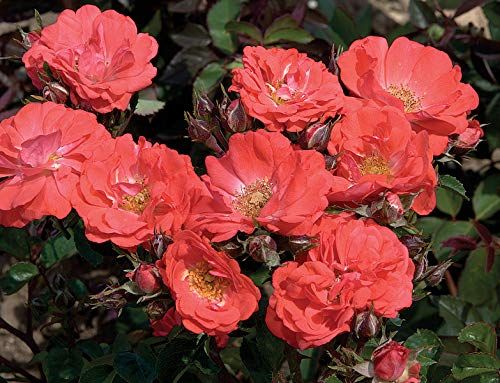 Types of Roses - 3 Roses Every Garden Needs