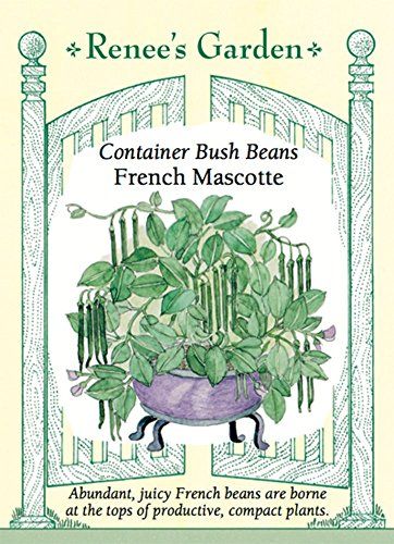 Mascotte Container Bush Beans