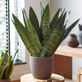 50cm 'Fan' Snake Plant