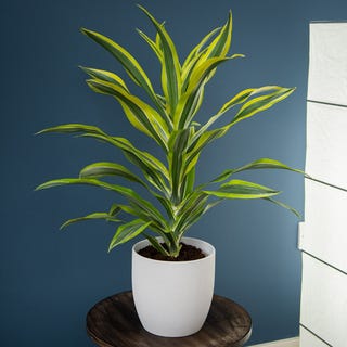 3ft Dracaena deremensis