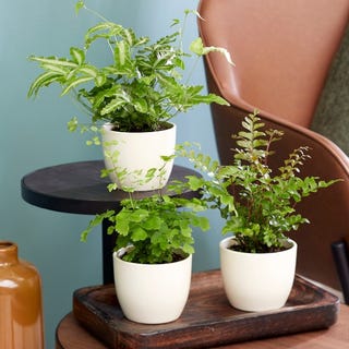 Fern Starter Collection By Plant Theory | 3x 9cm Pots