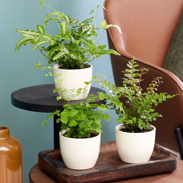 Fern Starter Collection By Plant Theory | 3x 9cm Pots
