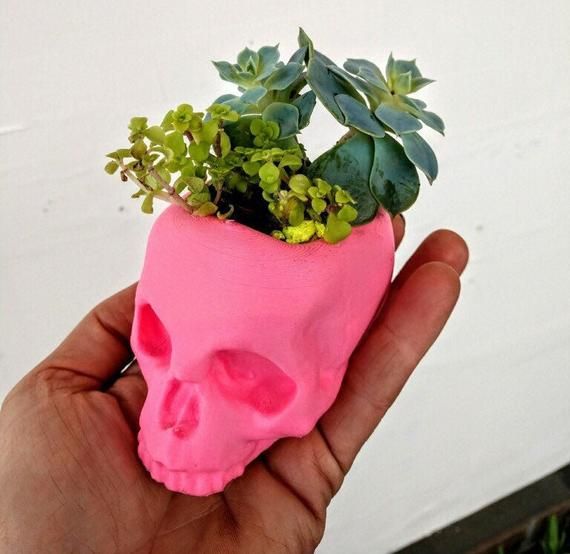 This Etsy Shop Makes Adorable Succulent Planters Modeled After Your Pet This Etsy Shop Makes Adorable Succulent Planters Modeled After Your Pet