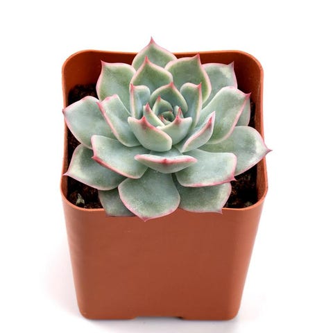 25 Best Succulent Plant Types Popular Succulent Types