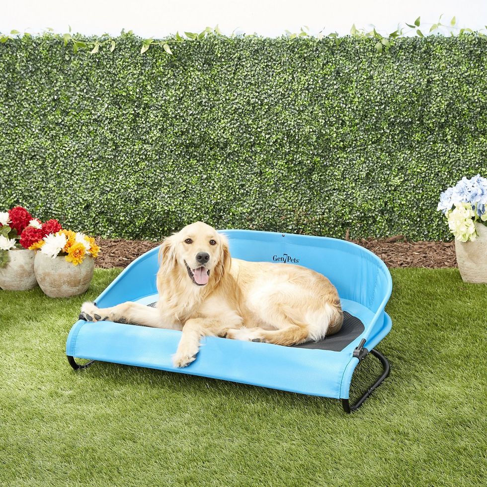 Cool-Air Cot Elevated Dog Bed