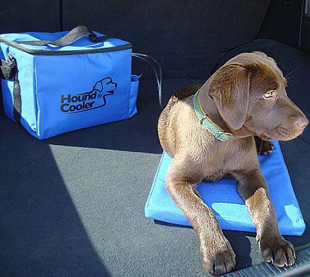 canine cooler bed reviews