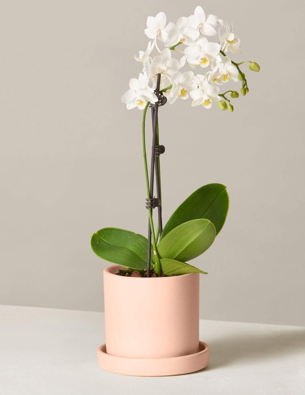 Prayer Plant in White Pot - The Bouqs Co.