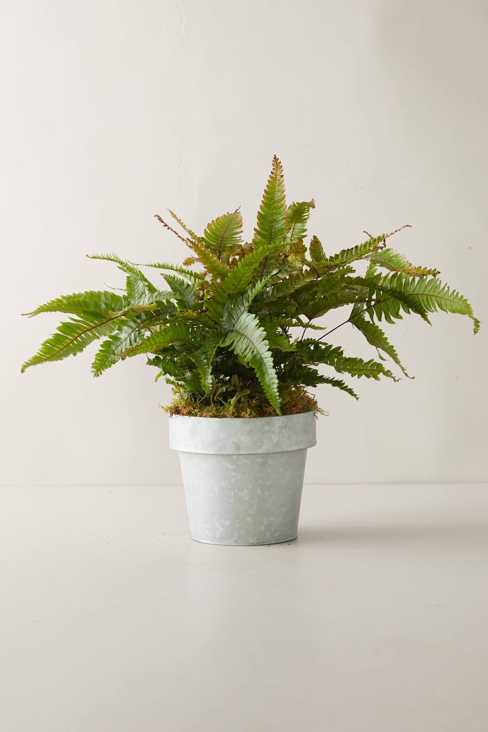 Prayer Plant in White Pot - The Bouqs Co.