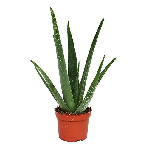 Aloe vera plant