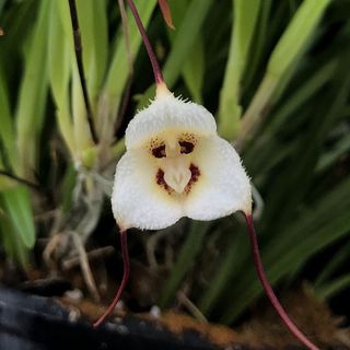 These Rare Orchids Look Like Monkey Faces And You Can Buy The Seeds