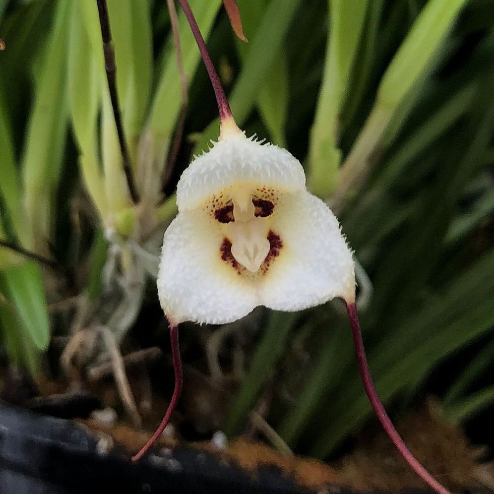There's a species of orchid that looks like a monkey's face called 'Dracula  Simia'. It is