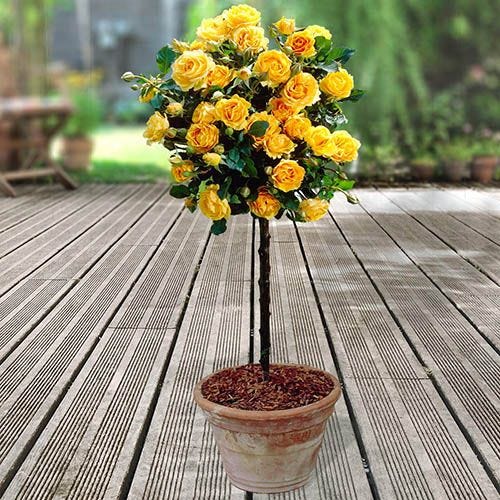Pair of Patio Half Standard Roses - Yellow
