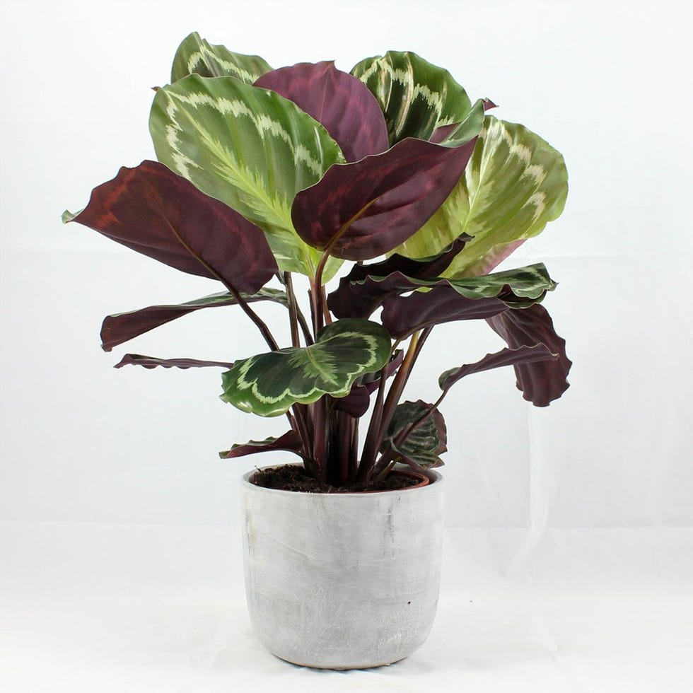 Calathea Medallion