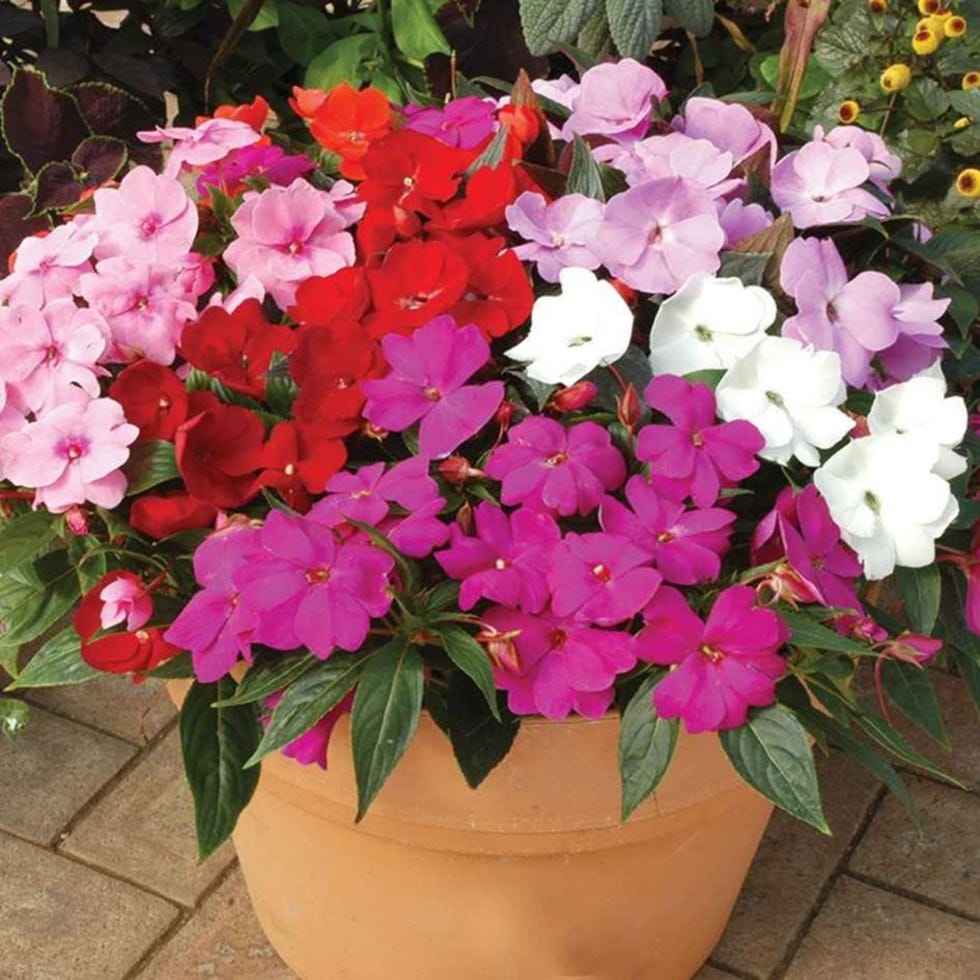 Busy Lizzie New Guinea Divine Plants