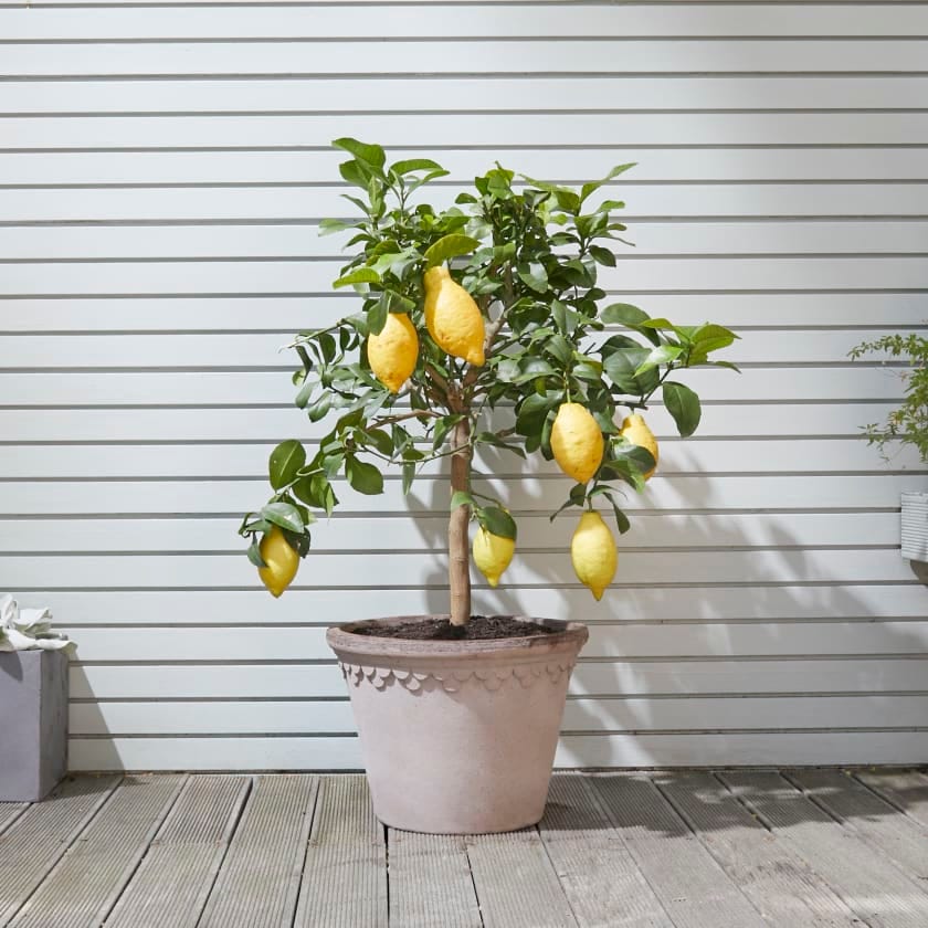 Lemon Tree