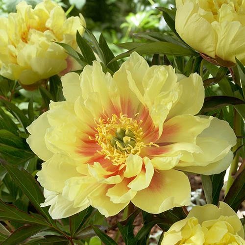 Peony Itoh 'Bartzella'