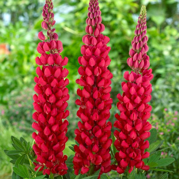 Where To Plants Online Where To Plants Online