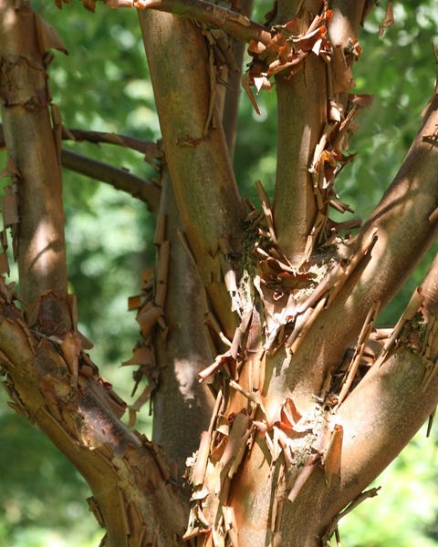 Acer griseum