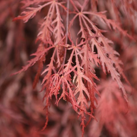 Acer palmatum