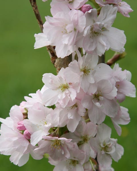 'Amanogawa'