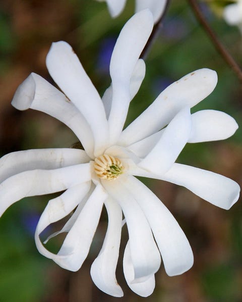 Magnolia stellata