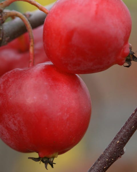 Malus × robusta 'Red Sentinel'